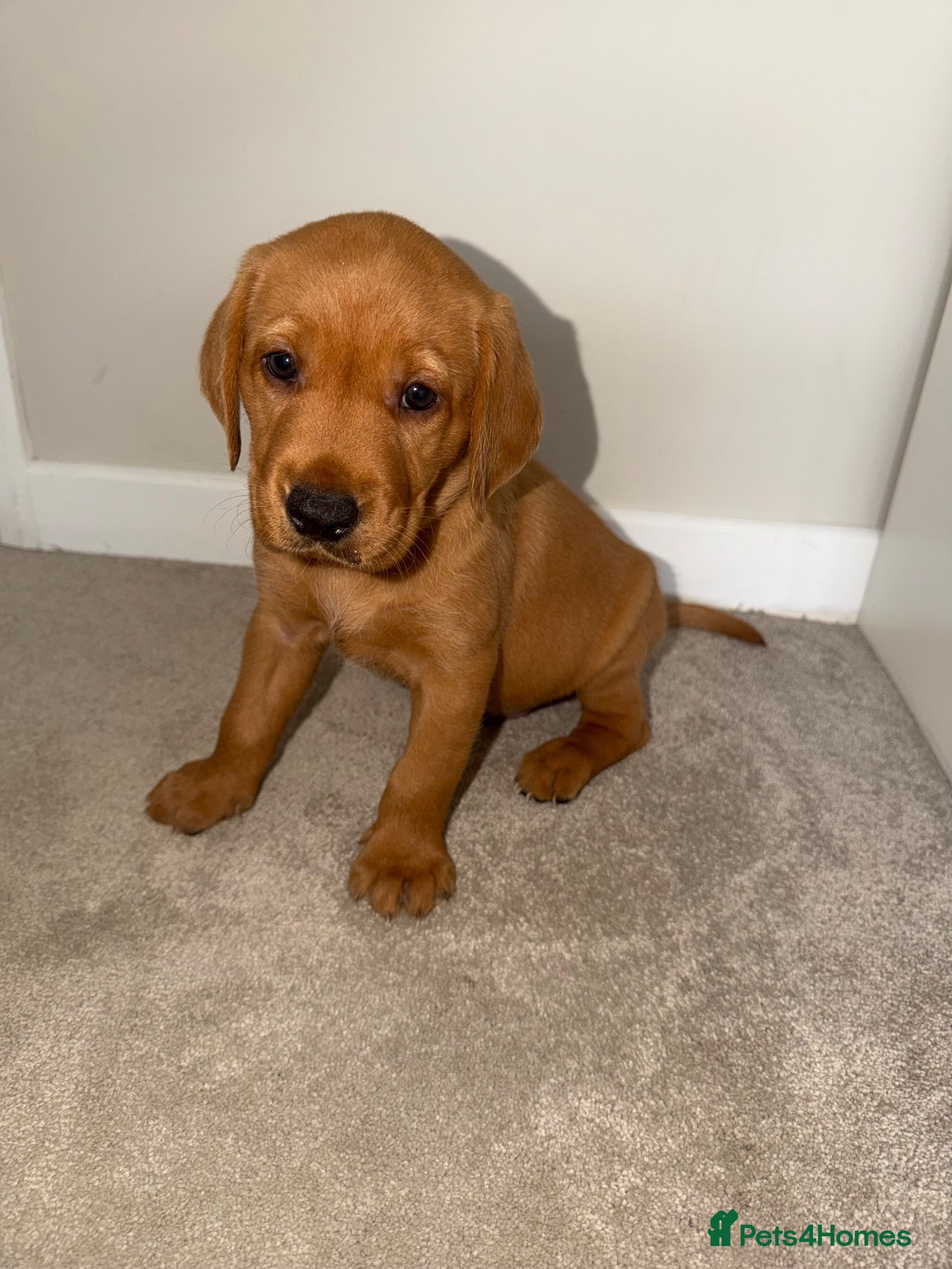 Labrador Retriever dogs KC Registered Fox Red Labrador Puppies - Advert 6