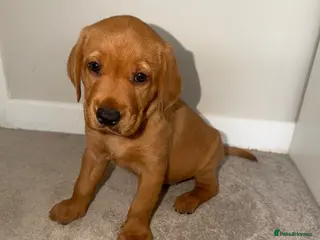 Labrador Retriever dogs KC Registered Fox Red Labrador Puppies - Advert 6