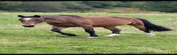 Other Breed horses for sale: Welsh part breed mare 15h - Advert 17