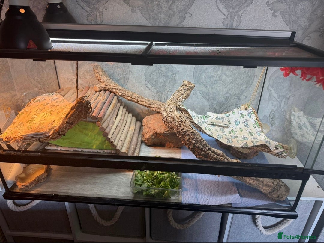 Bearded Dragon reptiles for sale: Bearded Dragon looking for home! - Advert 2
