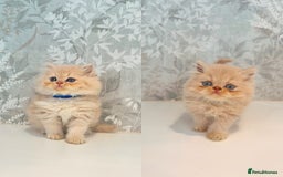 Persian cats for sale: Persian kittens 2 gorgeous boys  - Image 22