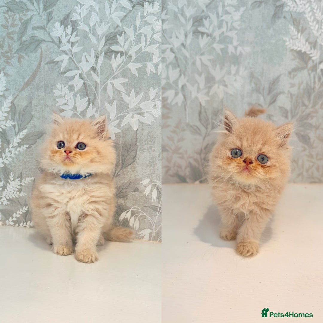 Persian cats for sale: Persian kittens 2 gorgeous boys  - Image 22