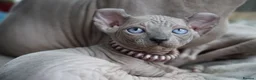 Dwelf cats for sale: Dwelf and Elf kittens for the best homes.  - Advert 7