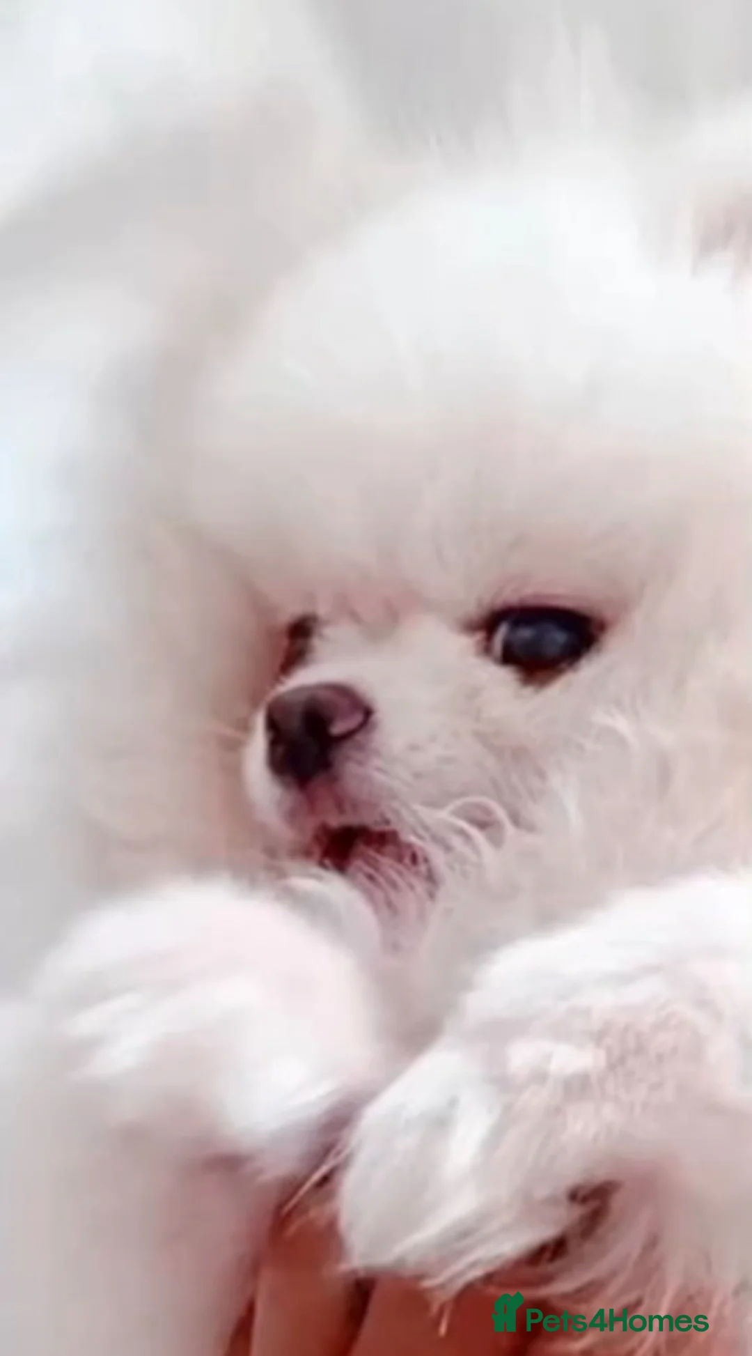 Pomeranian dogs for sale: Girl and boy Pomeranian in Liverpool - Advert 5