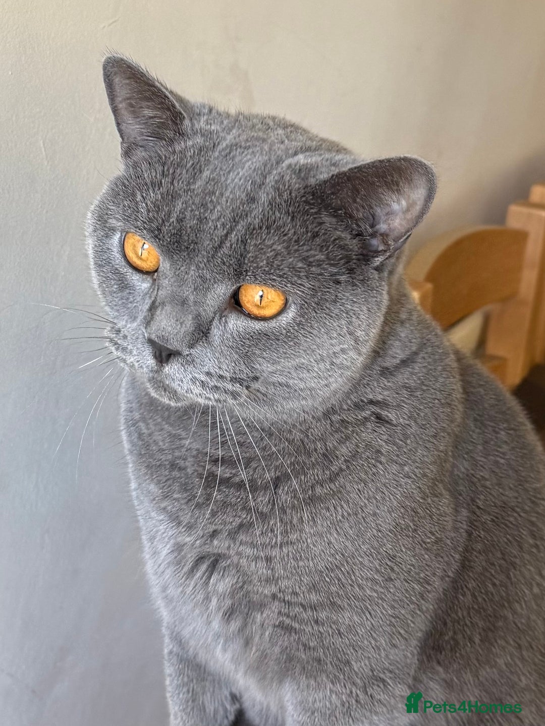 British Shorthair cats for sale: British Short Hair Blue Male - Advert 6