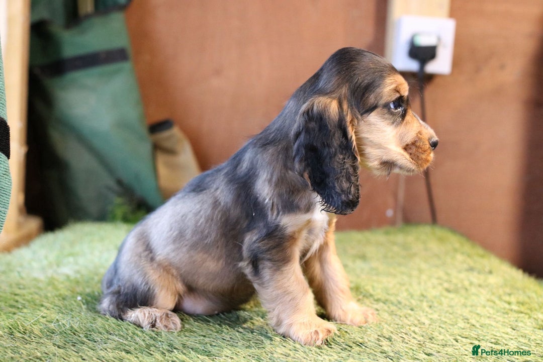 Cocker Spaniel dogs for sale: Stunning litter of show type cocker spaniels - Advert 3