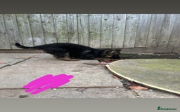 German Shepherd dogs for sale: Medium/long haired German shepherd puppies  - Image 2