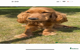 Cockapoo dogs for sale: BEAUTIFUL RED F1 COCKAPOO’S HEALTH TESTED PARENTS  - Image 12