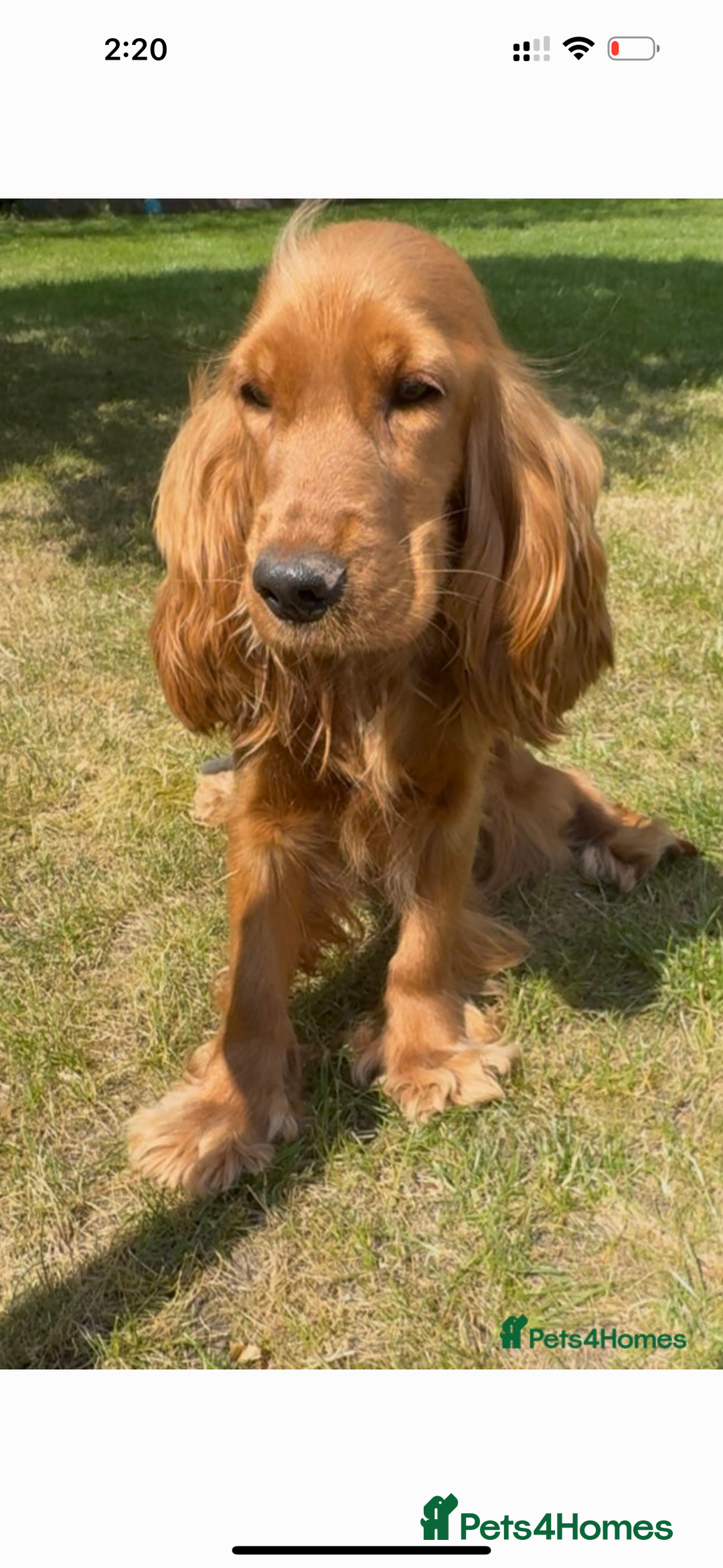 Cockapoo dogs for sale: BEAUTIFUL RED F1 COCKAPOO’S HEALTH TESTED PARENTS  - Image 12