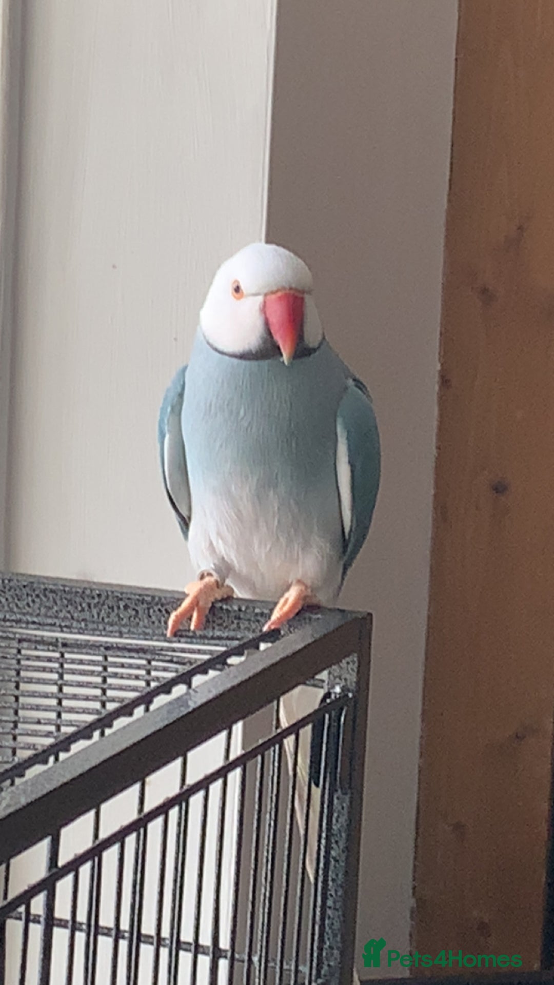 Ringnecks birds for sale: Beautiful male Indian ringneck - Image 2