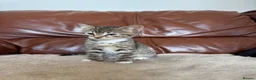 Mixed Breed cats for sale: Beautiful kittens  - Advert 5