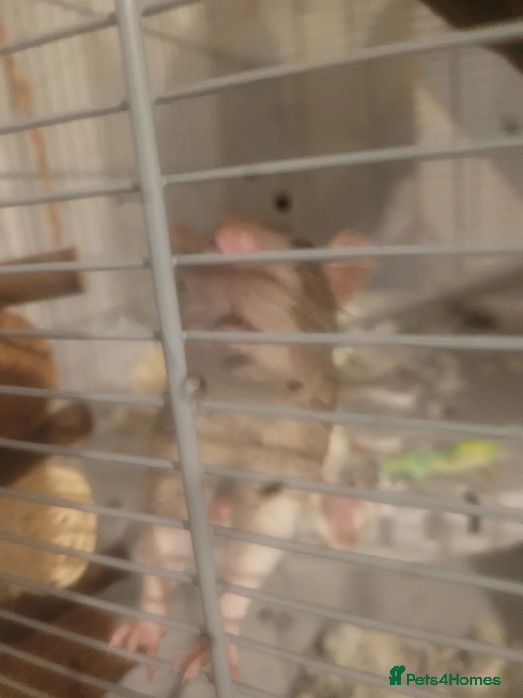 Rat rodents for sale: 2 male rats for sale in Chorley - Advert 3