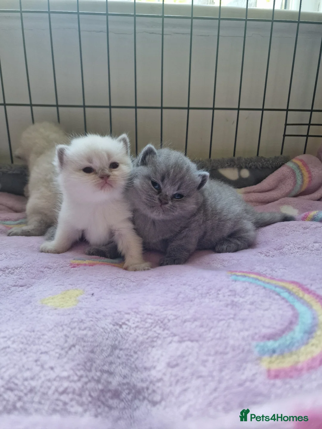 British Shorthair cats for sale: Rare British shorthair kittens - Advert 12