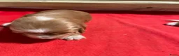 Cocker Spaniel dogs for sale: Cocker spaniels, KC, health checked puppies - Advert 6