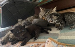 British Longhair cats for sale: British longhair kitten  - Image 5