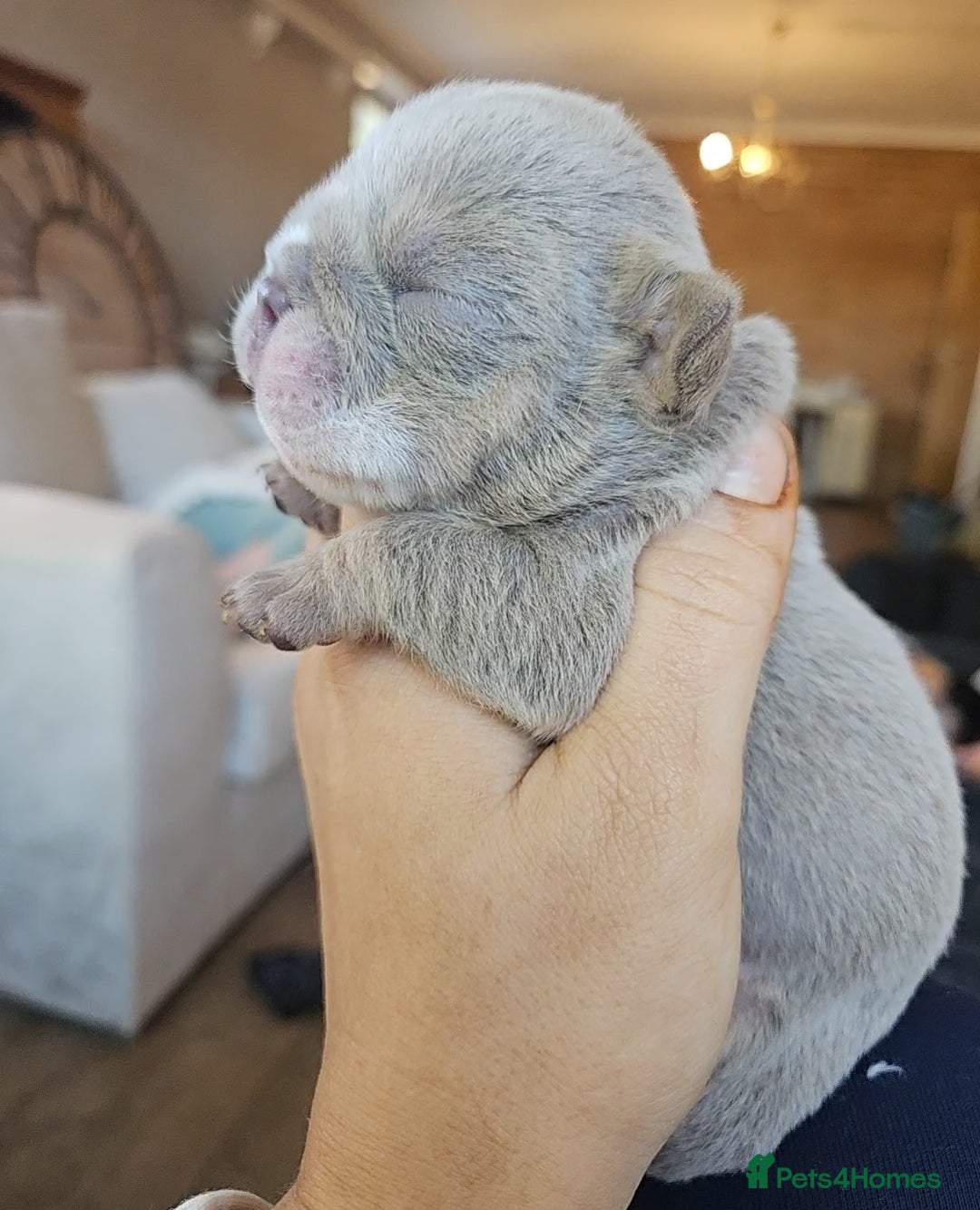English Bulldog dogs for sale: Outstanding KC English Bulldogs, Top Quality Pups - Image 31