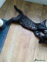 Bengal cats Three Bengals - Advert 8