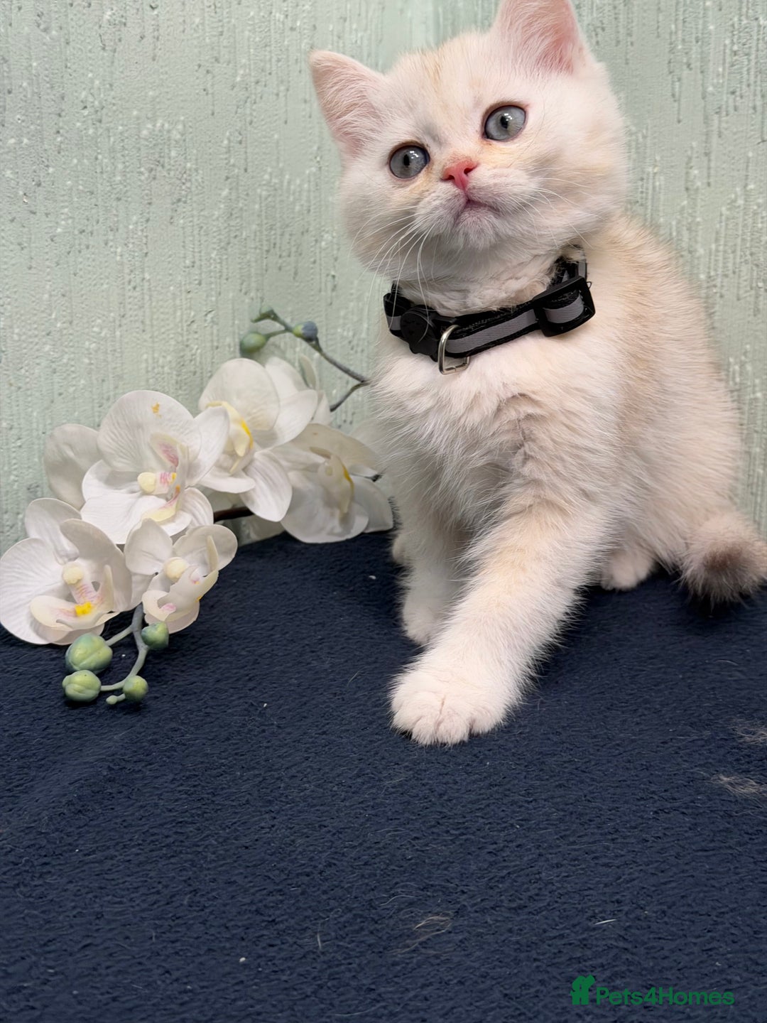 British Shorthair cats for sale: British Sh kittens golden GCCF registered  - Advert 6