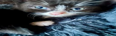 Mixed Breed Kitten 1