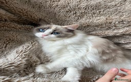 Ragdoll cats for sale: GCCF Registered Female Adult Ragdoll - Spayed - Image 6