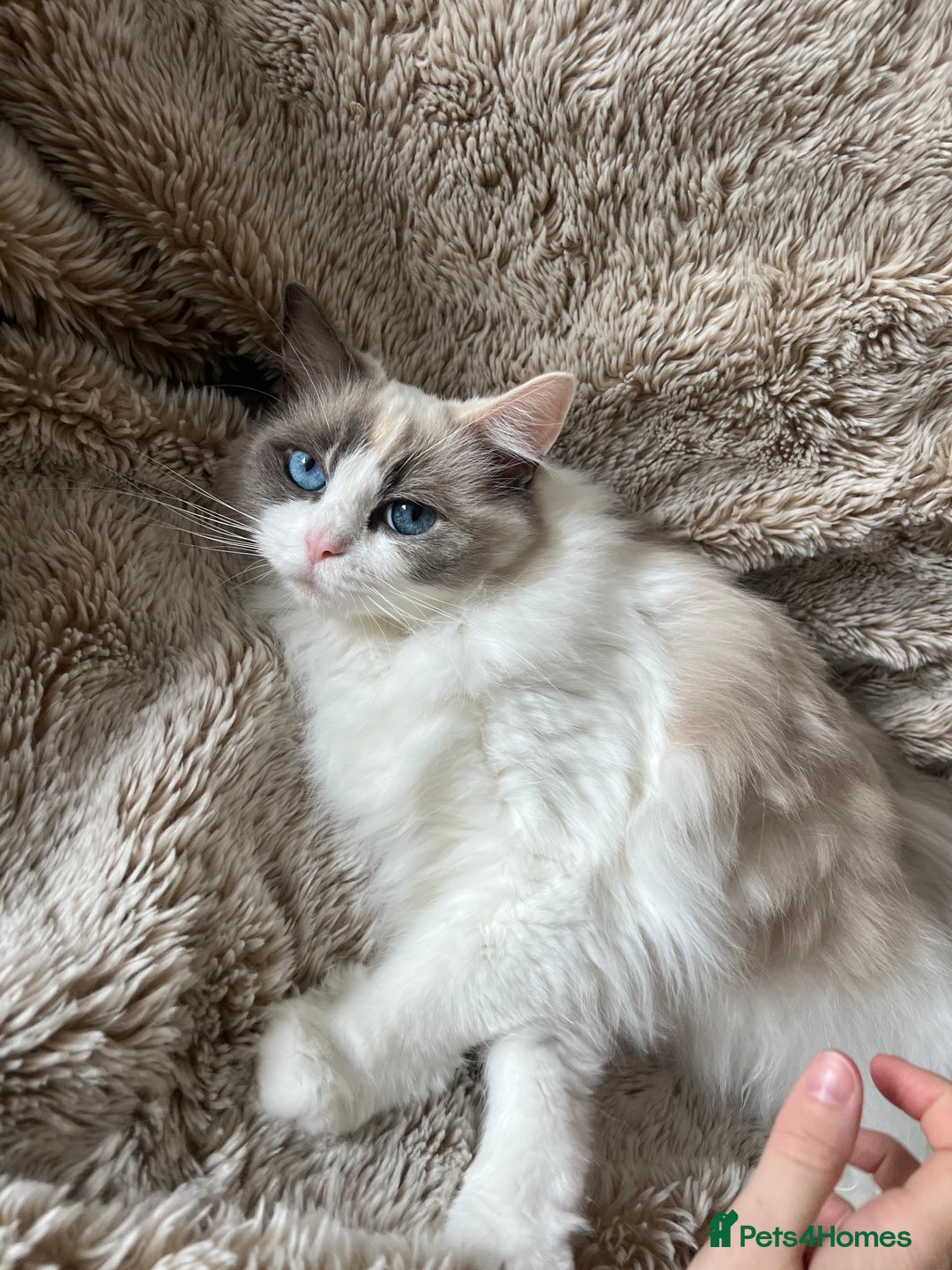 Ragdoll cats for sale: GCCF Registered Female Adult Ragdoll - Spayed - Image 6