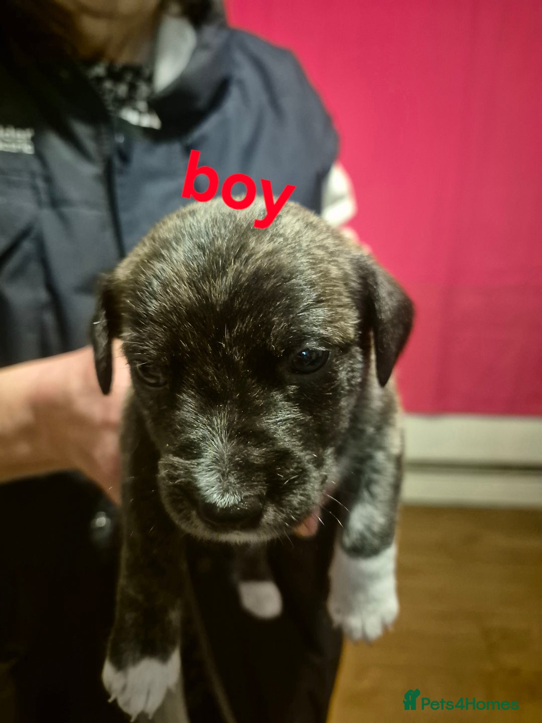 Mixed Breed dogs for sale: Stunning Westie X Jack Russell Puppies  - Advert 4