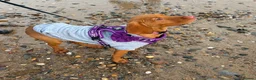 Hungarian Vizsla dogs for sale: 18 month old Hungarian viszla for sale  in Leeds - Advert 2