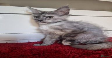 Maine Coon cats - Advert 13