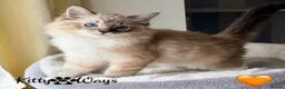 Ragdoll cats for sale: 🐾🩷*TICA REG* EU RAGDOLL KITTENS🌟 DNA CLEAR 🩵🐾 - Advert 3