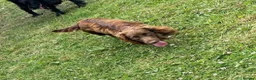 Sprocker dogs for sale: Adorable Sprockers in Newark - Advert 15