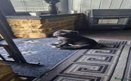 Staffordshire Bull Terrier dogs for sale: Black Female Staffordshire Bull Terrier - Image 5