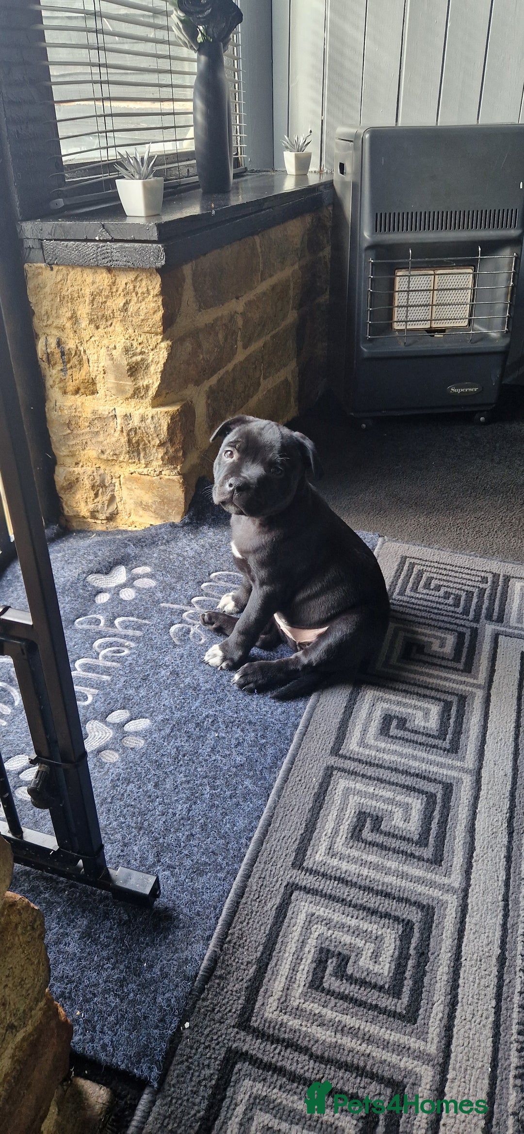 Staffordshire Bull Terrier dogs for sale: Black Female Staffordshire Bull Terrier - Image 5