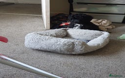 Shihpoo dogs for sale: Shihpoo puppy for sale  - Advert 4