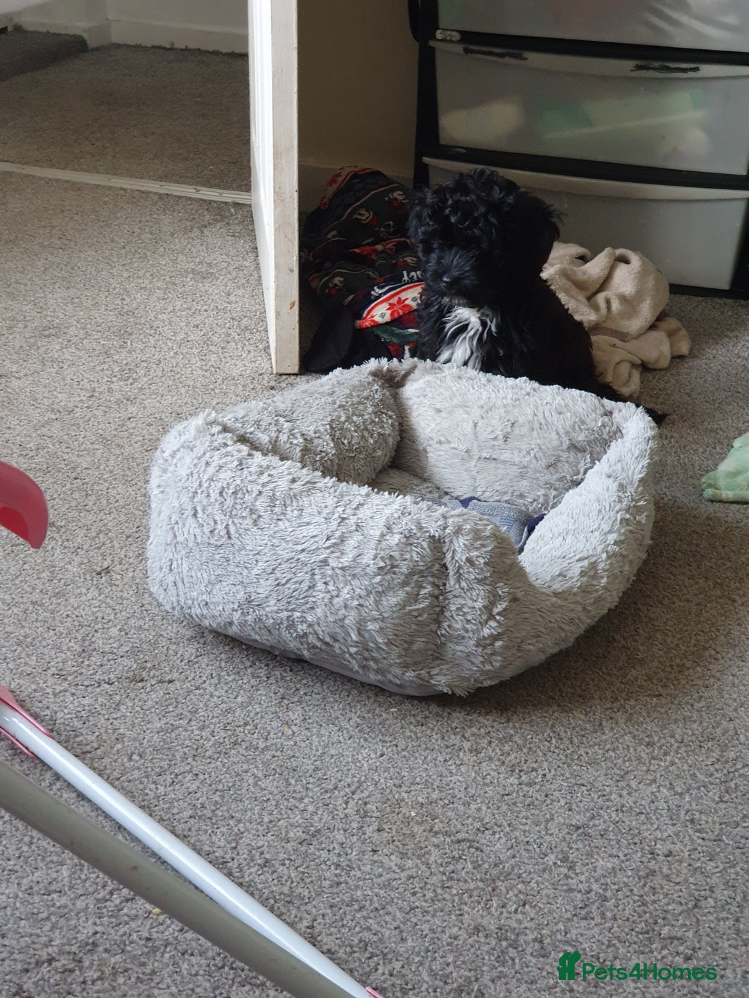 Shihpoo dogs for sale: Shihpoo puppy for sale  - Advert 4