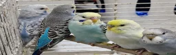 Budgerigars birds for sale: Super silly hand tamed baby budgies  - Advert 15