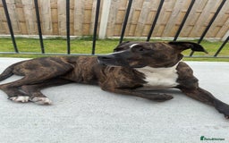 Mixed Breed dogs for sale: Staff x puppies - Image 2