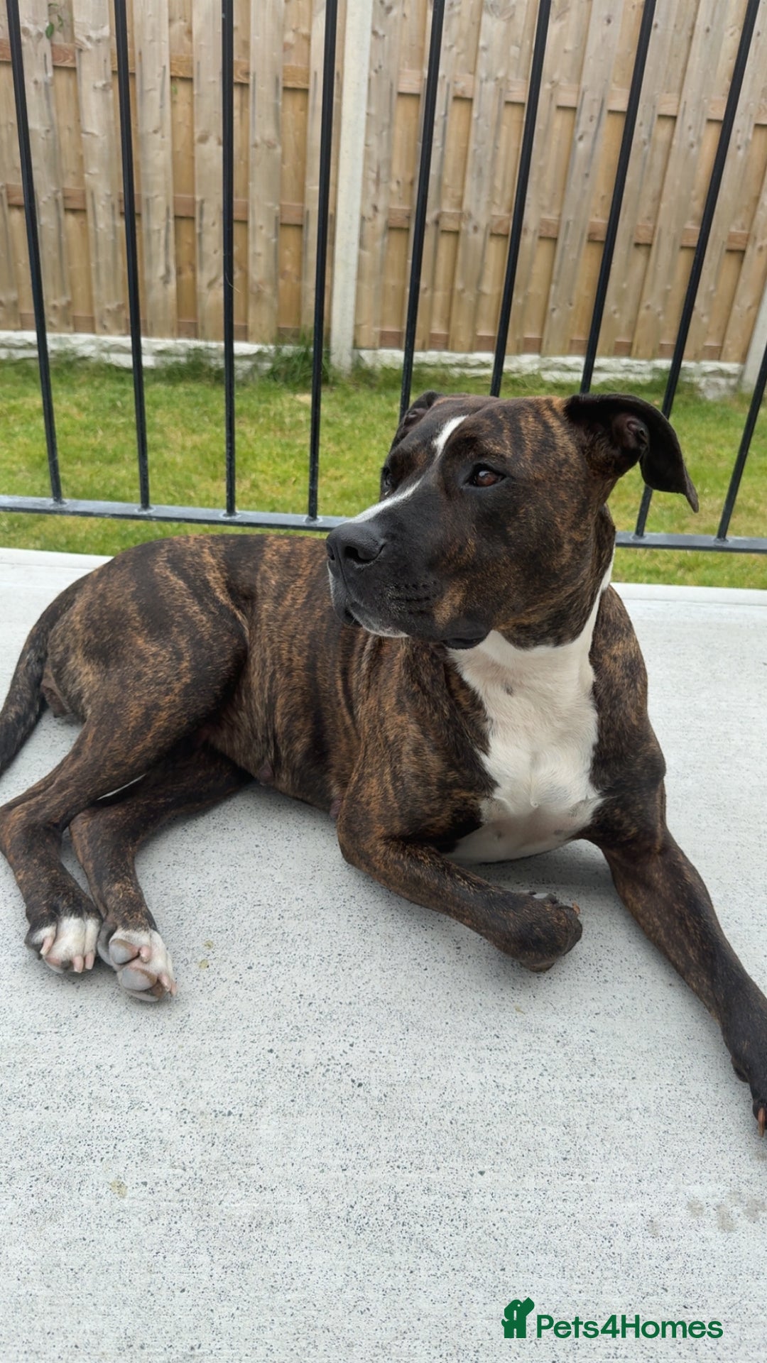 Mixed Breed dogs for sale: Staff x puppies - Image 2