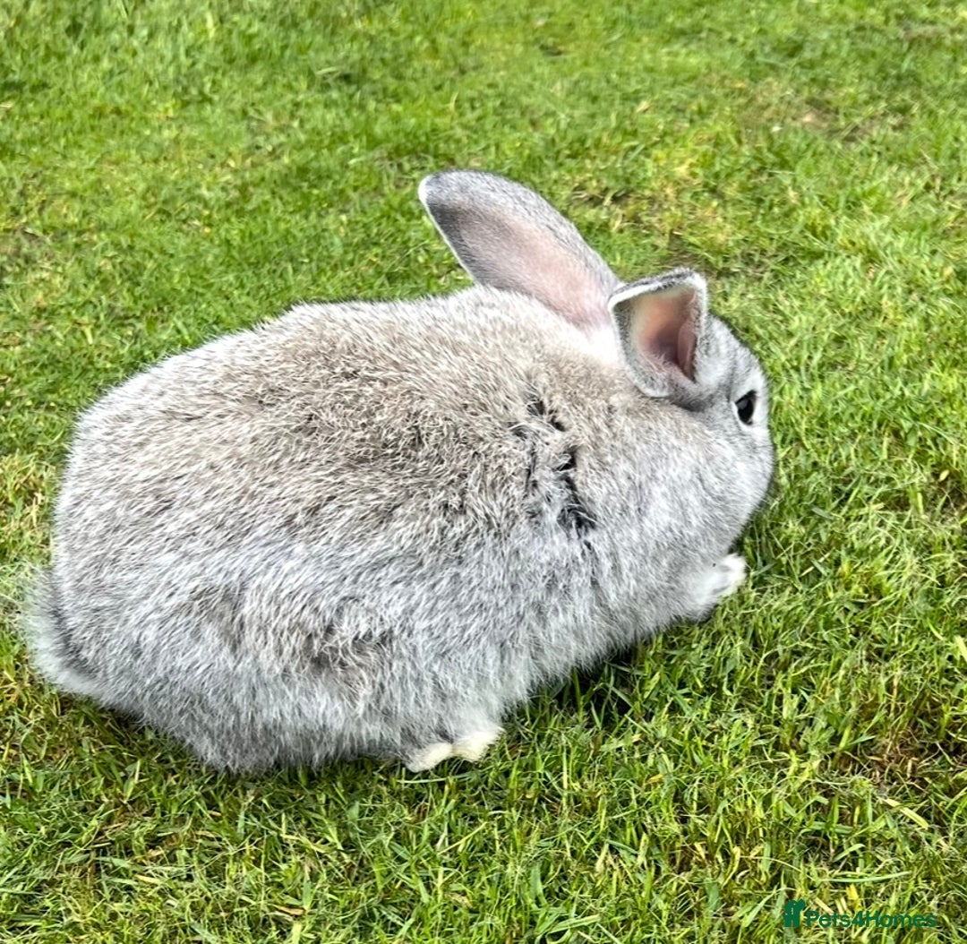 Mini Lop rabbits for sale: Mini Lops Ready now!!!!  in Coalville - Image 8