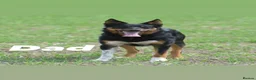 Mixed Breed dogs for sale: 1 beautiful Collie x Kelpie pup left🐶 - Advert 8