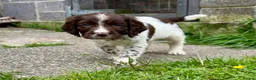 Sprocker dogs for sale: Working Sprocker Puppy - Advert 3