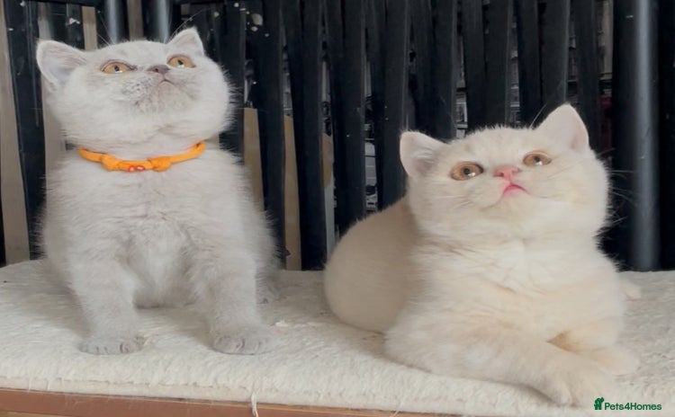 British Shorthair cats - Advert 4