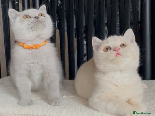 British Shorthair cats - Advert 6