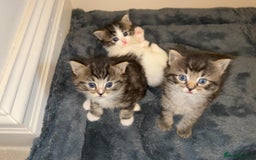 Ragdoll cats for sale: Ragdoll x Domestic Shorthair Cross Breed! - Image 1