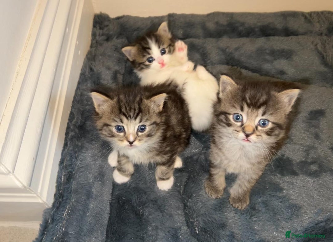 Ragdoll cats for sale: Ragdoll x Domestic Shorthair Cross Breed! - Image 1