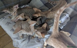 Siamese cats for sale: Super friendly boy seeking new slaves - Advert 5