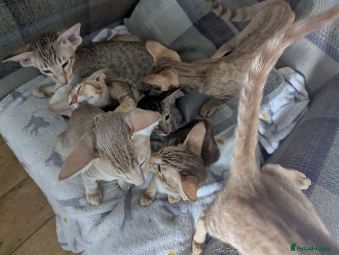 Siamese cats for sale: Super friendly boy seeking new slaves - Advert 5