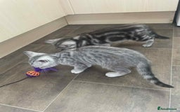British Shorthair cats for sale: Silver spotted British Shorthair kittens  - Image 8