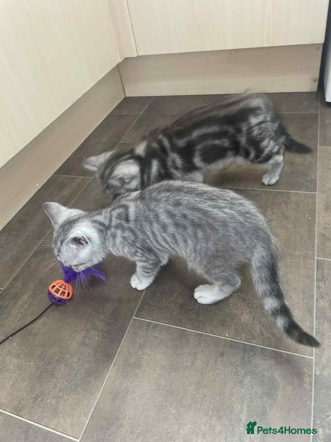 British Shorthair cats for sale: Silver spotted British Shorthair kittens  - Image 8