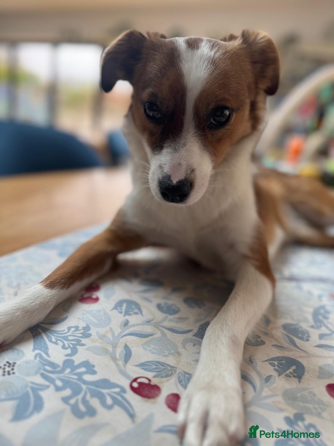 Mixed Breed dogs for sale: Roo - Lovely Small Dog - Image 8