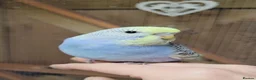 Budgerigars birds for sale: Budgies for sale - Advert 4